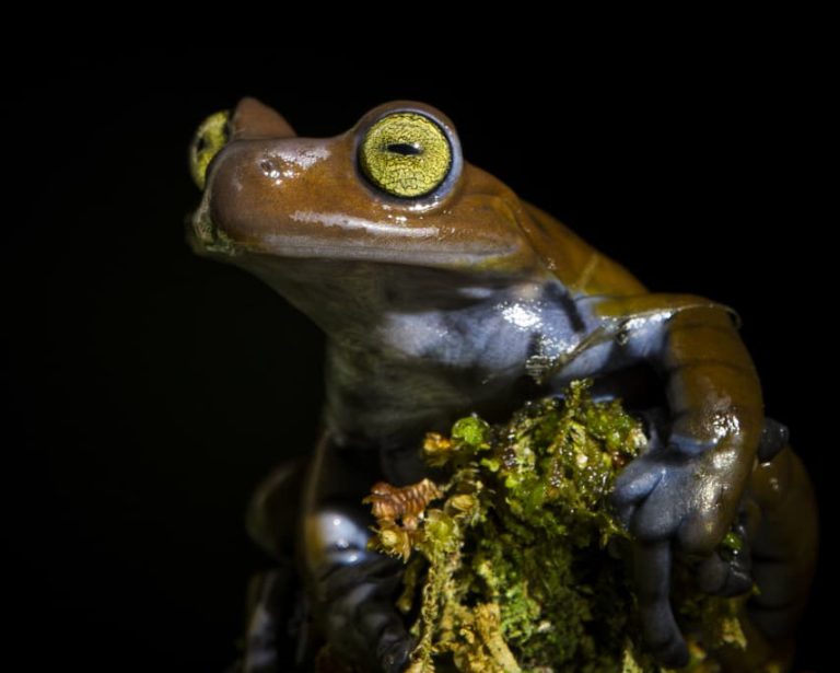 Frog 07a