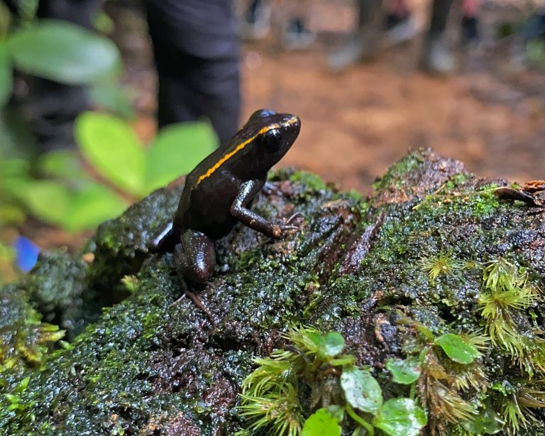 Frog 19_01_2025 11_04_40 a. m.