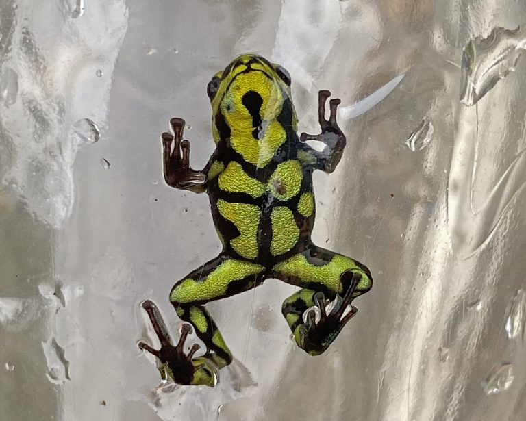 Frog 5_07_2025 4_28_39 p. m.