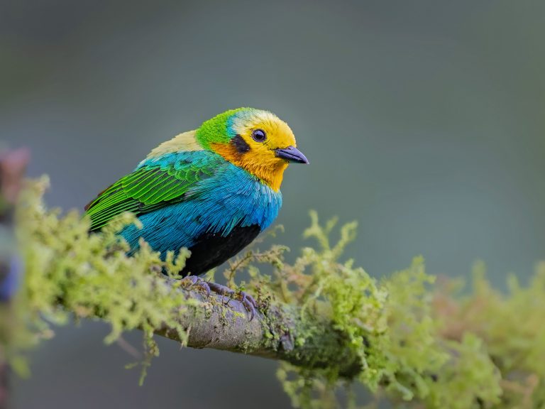 Multicolored_tanager_chlorochrysa_nitidissima