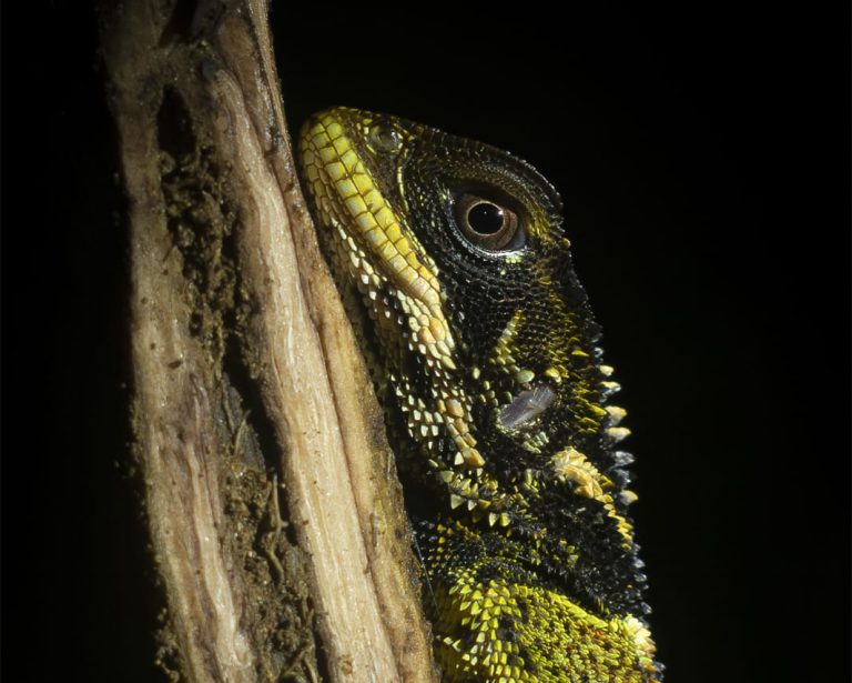 Reptil 01a