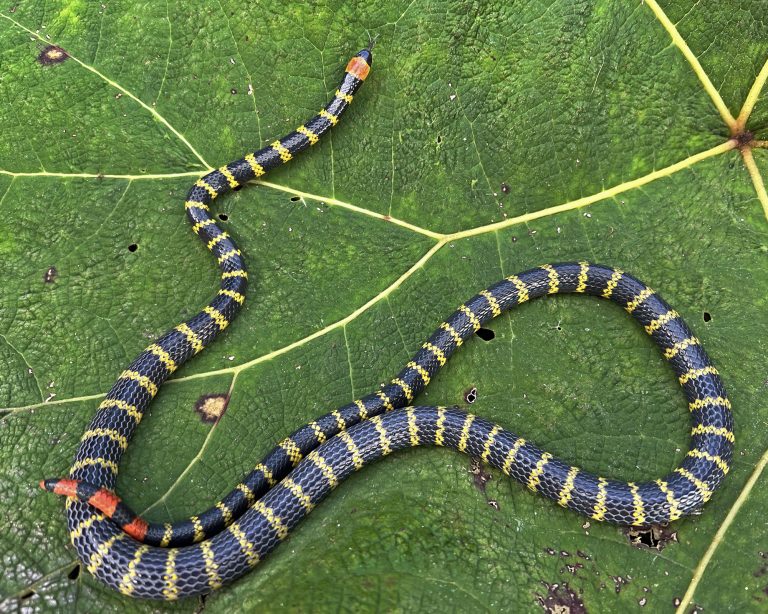 Reptil 02a