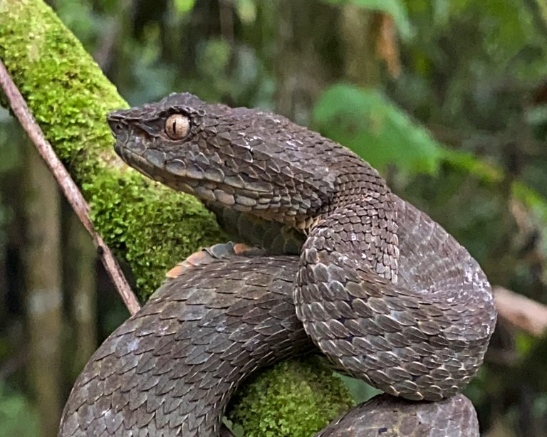 Reptil 12_11_2024 12_45_01 p. m.